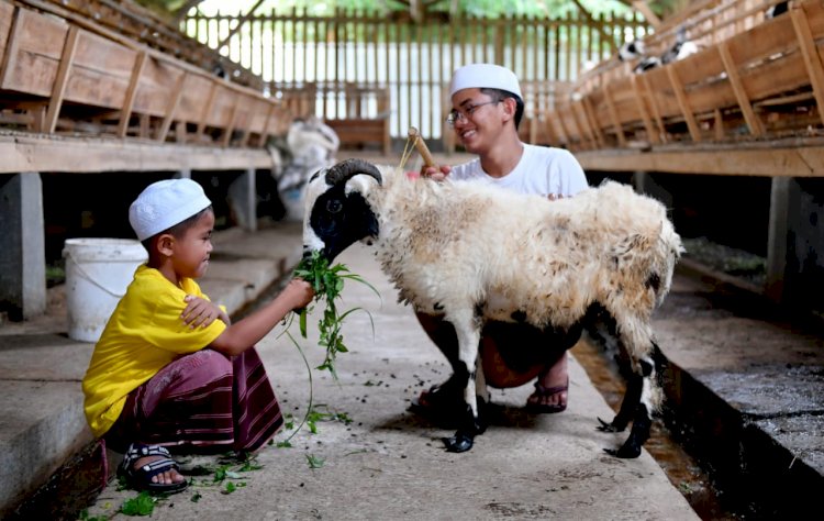 Di Umur Berapa Hewan Dapat Dijadikan Qurban?