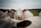 Sejarah dan Pengertian Ibadah Qurban dalam Islam