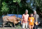 SedekahOnline Hadirkan Kebahagiaan Melalui Qurban Sapi